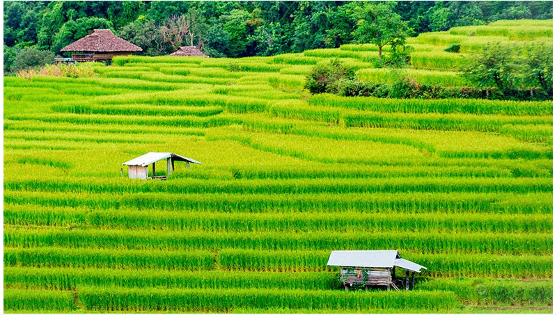 物聯(lián)網(wǎng)等技術(shù)如何用來(lái)測(cè)量農(nóng)業(yè)