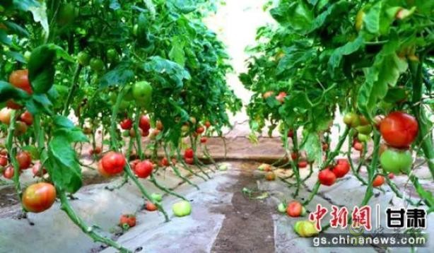 蘇武現(xiàn)代農(nóng)業(yè)產(chǎn)業(yè)園內(nèi)"農(nóng)旅融合"，農(nóng)民"賣"風(fēng)景增收添新徑