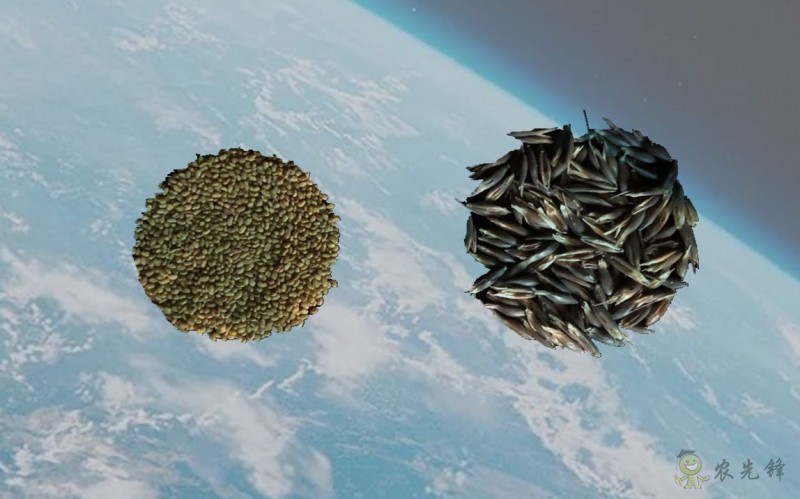 “太空里種草” 紫花苜蓿、燕麥在嫦娥五號(hào)上進(jìn)行誘變實(shí)驗(yàn)