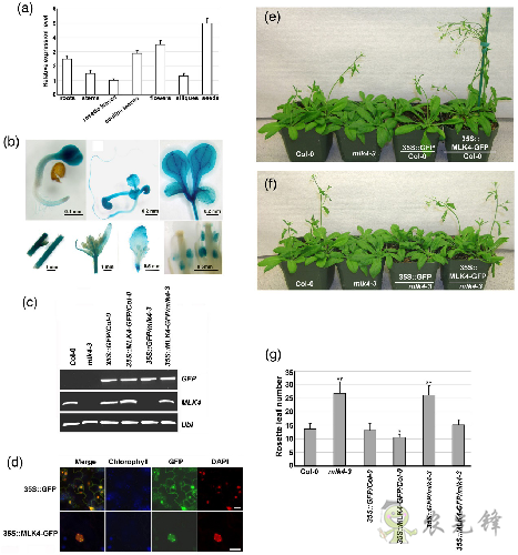 植物開花早晚是如何被精準調控的？
