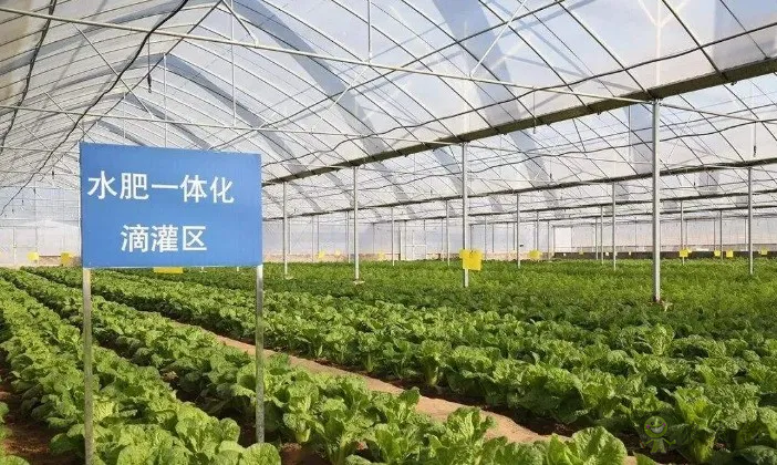 【專(zhuān)家解讀】柯炳生:有機(jī)農(nóng)業(yè)的發(fā)展還是比較受限