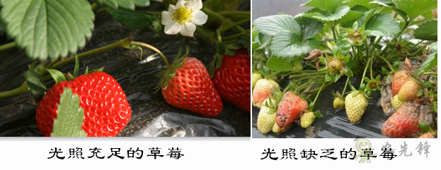 草莓補(bǔ)光