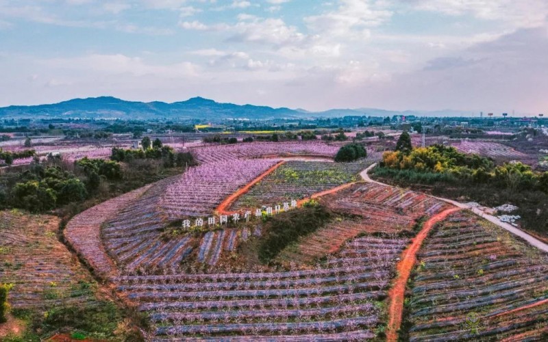 以創(chuàng)建農(nóng)業(yè)國際貿(mào)易高質(zhì)量發(fā)展基地為契機(jī)——推動(dòng)中國農(nóng)業(yè)國際合作邁向新高度