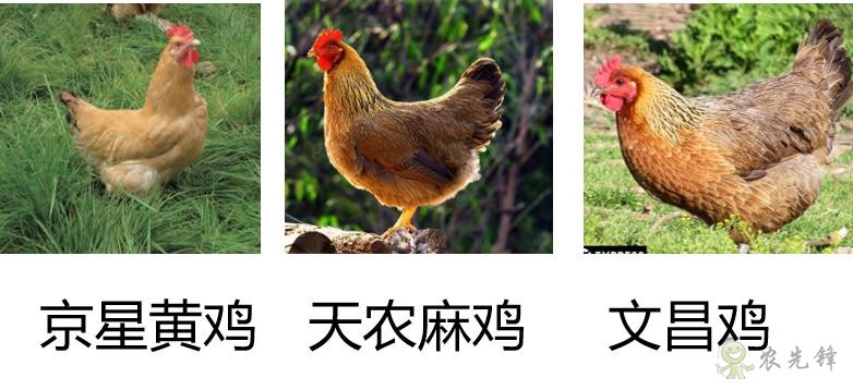 研究揭示我國地方優(yōu)質雞雞肉風味物質成分