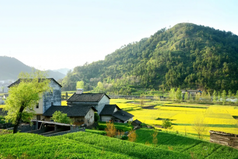 時偉:大學生融入鄉(xiāng)村振興的實施路徑