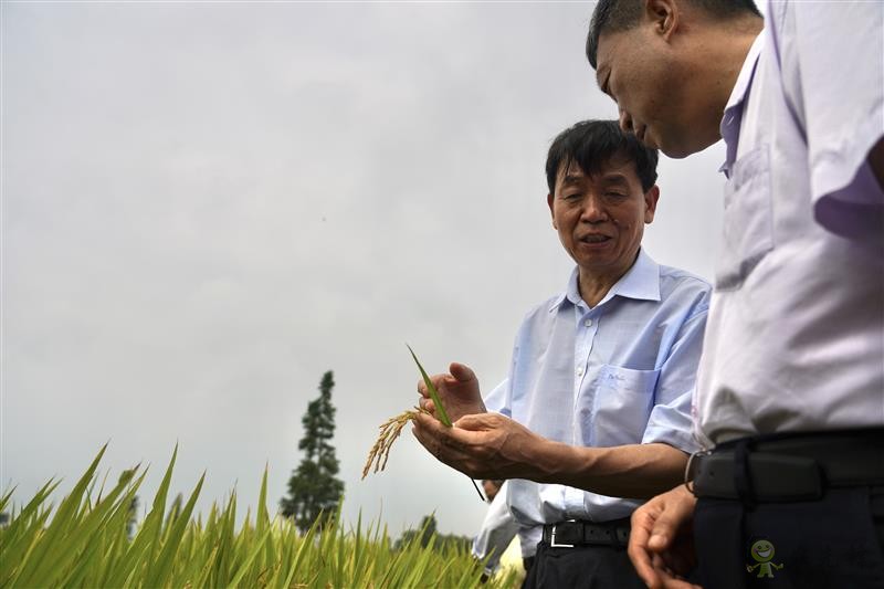 雙季早粳稻實現(xiàn)“零的突破” 可提前三個月吃上優(yōu)質新米