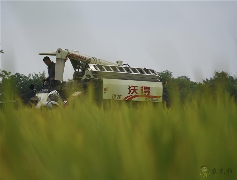 雙季早粳稻實現(xiàn)“零的突破” 可提前三個月吃上優(yōu)質新米