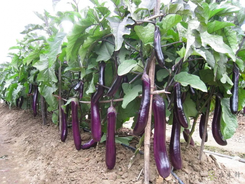 入伏后可以種植什么蔬菜？注意事項有哪些？