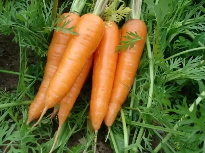 入伏后可以種植什么蔬菜？注意事項有哪些？