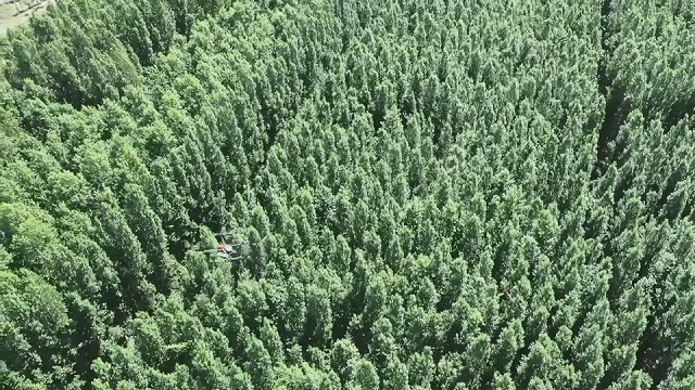 新疆 4 萬畝楊樹林蟲害爆發(fā)，極飛農(nóng)業(yè)無人機升空阻擊