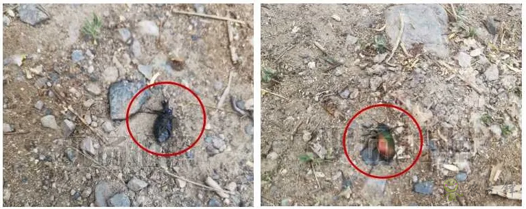 新疆 4 萬畝楊樹林蟲害爆發(fā)，極飛農(nóng)業(yè)無人機升空阻擊