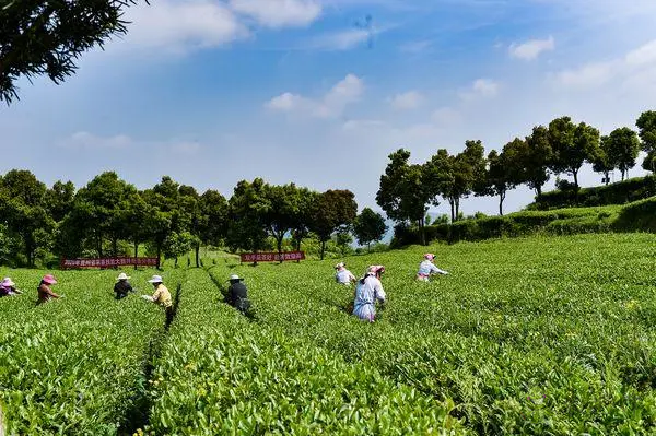 貴州:全力開創(chuàng)休閑農(nóng)業(yè)和鄉(xiāng)村旅游發(fā)展新局面