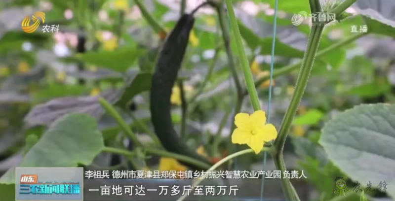 “壽光標(biāo)準(zhǔn)”向全國輸出 推動(dòng)蔬菜產(chǎn)業(yè)提檔升級