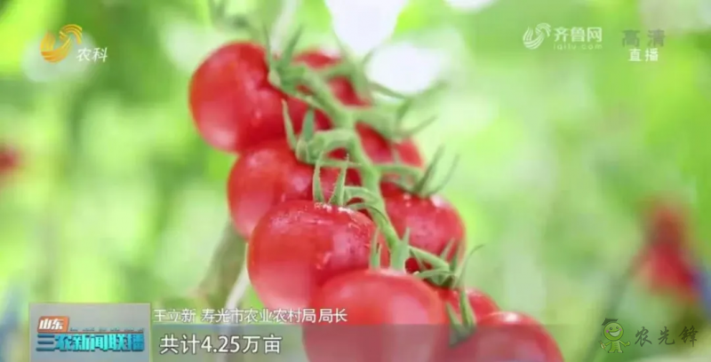 “壽光標(biāo)準(zhǔn)”向全國輸出 推動(dòng)蔬菜產(chǎn)業(yè)提檔升級
