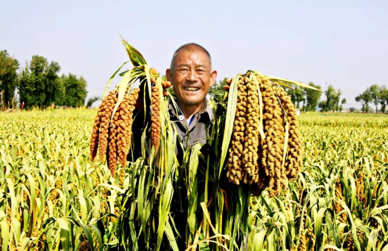 【結構調(diào)整】張雜谷:發(fā)揮旱作優(yōu)勢 打造富民產(chǎn)業(yè)