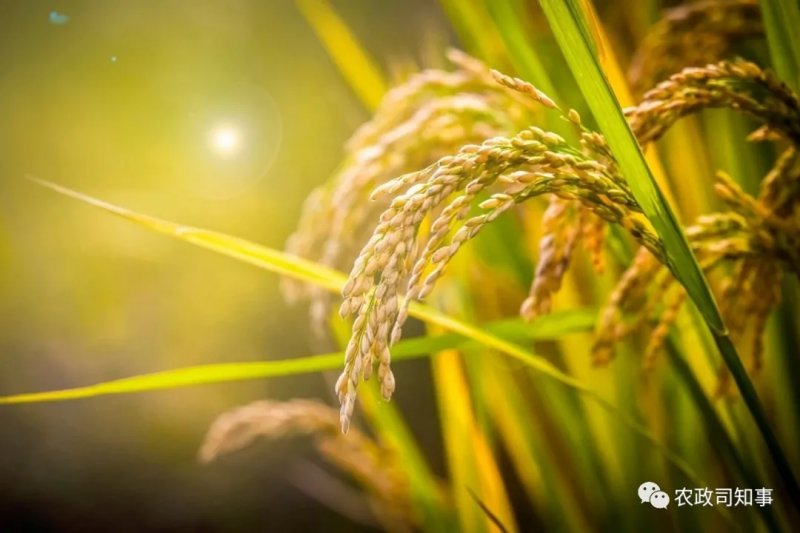 全球糧食危機：中國打了一場驚心動魄的糧食大戰(zhàn)！