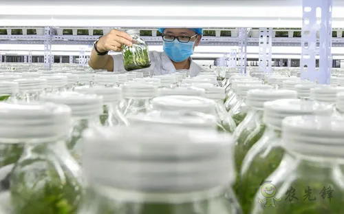 中外生物育種存在三大差距，專家建議打造“種業(yè)航母”