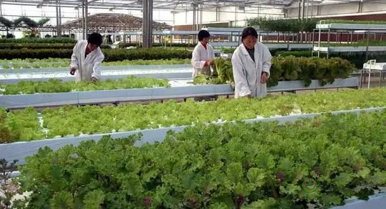 中外生物育種存在三大差距，專家建議打造“種業(yè)航母”