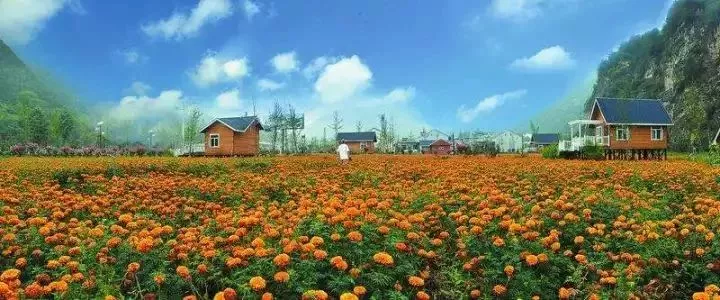 當代中國農(nóng)業(yè)轉(zhuǎn)型技術(shù)選擇之爭:化學化？轉(zhuǎn)基因？