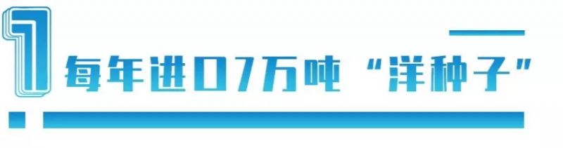 中國每年進口7萬噸“洋種子”：14億人的飯碗，能端穩(wěn)嗎？