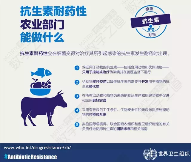 “抗生素肉”擺滿中國人餐桌，豬肉含量居然是牛肉的5倍!