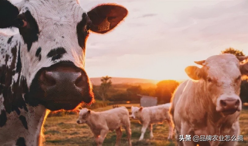數(shù)智農(nóng)業(yè):中國農(nóng)業(yè)未來十年的歸宿