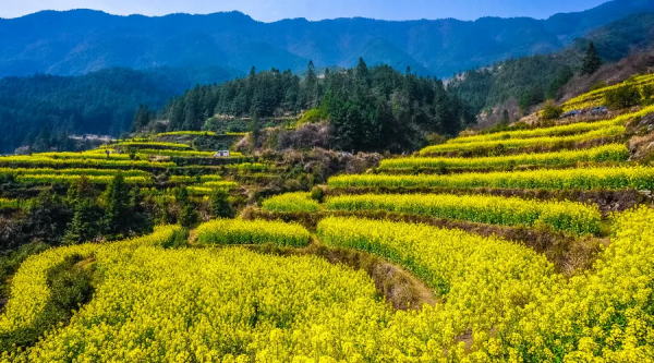 8大農(nóng)業(yè)產(chǎn)業(yè)崛起，未來或?qū)⒊蔀橥顿Y重點