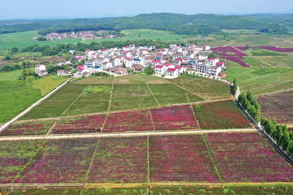 中國(guó)未來農(nóng)業(yè)發(fā)展前景分析:五大趨勢(shì)蘊(yùn)含無限潛力