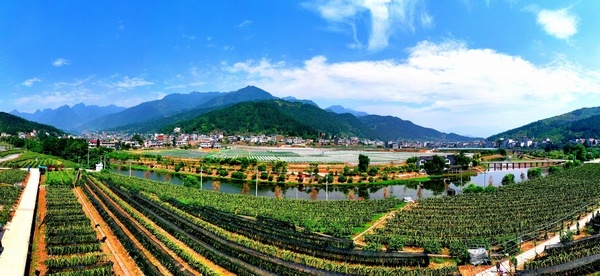 習(xí)水這五年:現(xiàn)代農(nóng)業(yè)助推鄉(xiāng)村振興