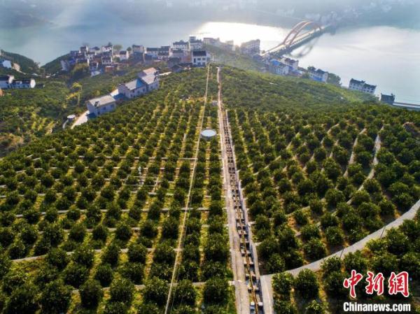 三峽庫區(qū)湖北秭歸:智慧農(nóng)業(yè)釋放“紅利”