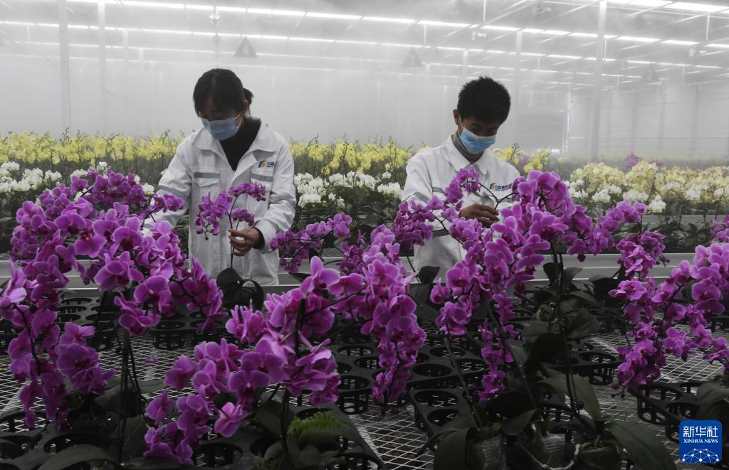 新華社發(fā)(史有東 攝)