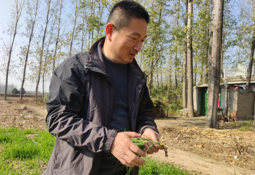 國(guó)家加大農(nóng)業(yè)獎(jiǎng)補(bǔ)力度，對(duì)農(nóng)民種糧是個(gè)好消息，2022年該如何調(diào)整