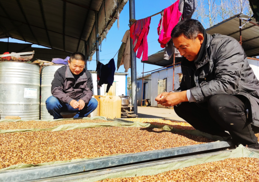 國(guó)家加大農(nóng)業(yè)獎(jiǎng)補(bǔ)力度，對(duì)農(nóng)民種糧是個(gè)好消息，2022年該如何調(diào)整