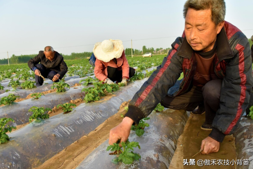 農(nóng)作物起壟種植有哪些好處？起壟時如何確定最佳壟高？