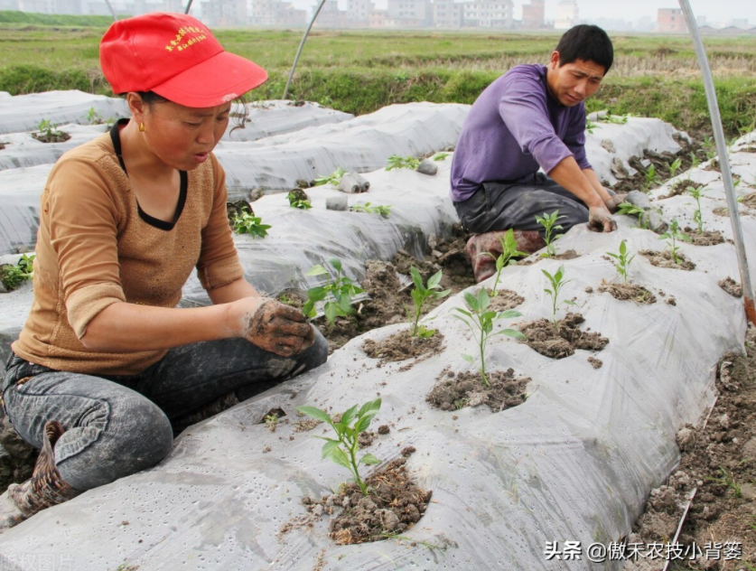 農(nóng)作物起壟種植有哪些好處？起壟時如何確定最佳壟高？