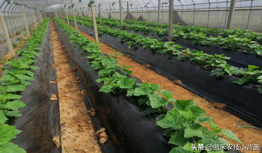 農(nóng)作物起壟種植有哪些好處？起壟時如何確定最佳壟高？