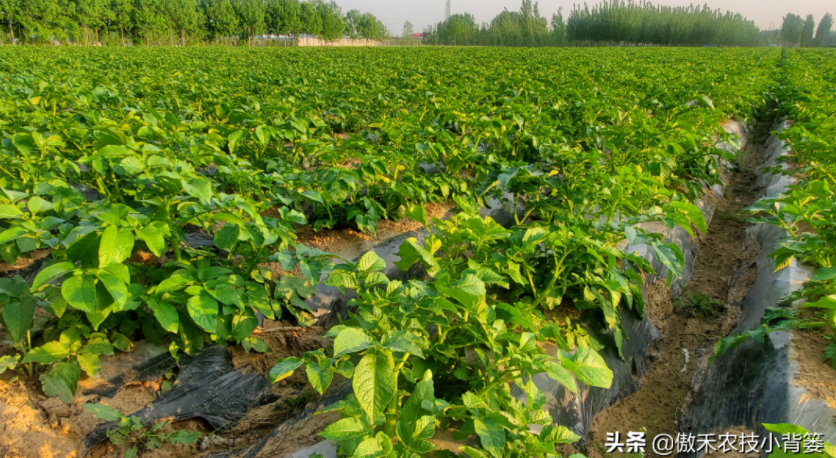 農(nóng)作物起壟種植有哪些好處？起壟時如何確定最佳壟高？