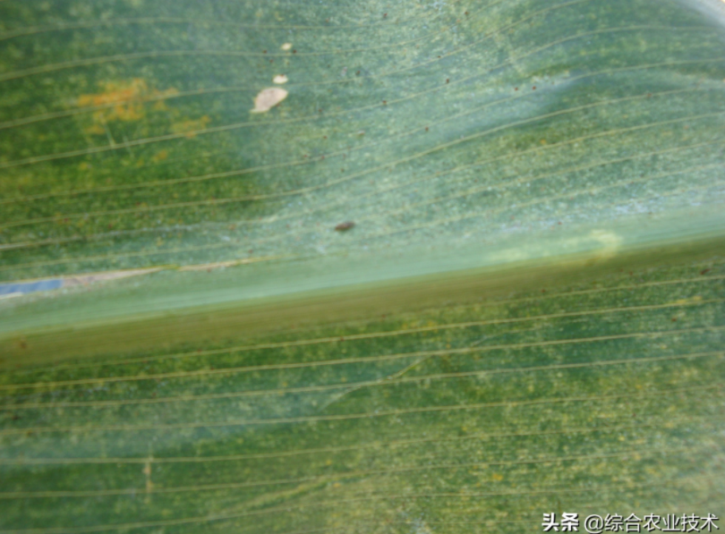  玉米地病蟲害越來(lái)越重，冬季閑了有辦法預(yù)防病蟲害嗎？