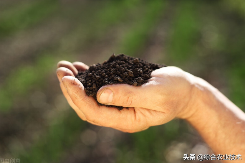 玉米地病蟲害越來(lái)越重，冬季閑了有辦法預(yù)防病蟲害嗎？