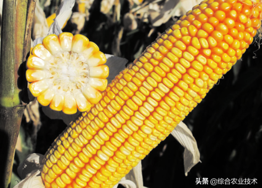 紅軸品種高產(chǎn)呢還是白品種高產(chǎn)？