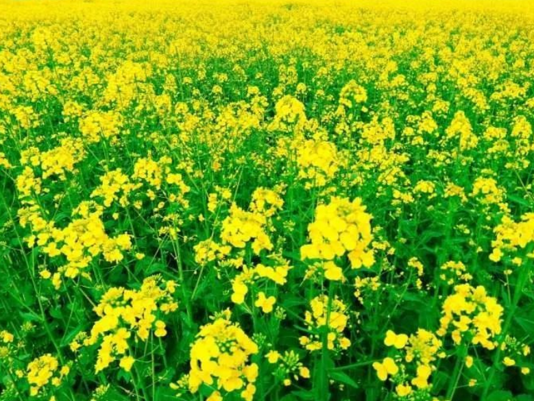 江西九江市柴桑區(qū):舉辦油菜毯狀育苗機(jī)械移栽現(xiàn)場(chǎng)觀摩會(huì)
