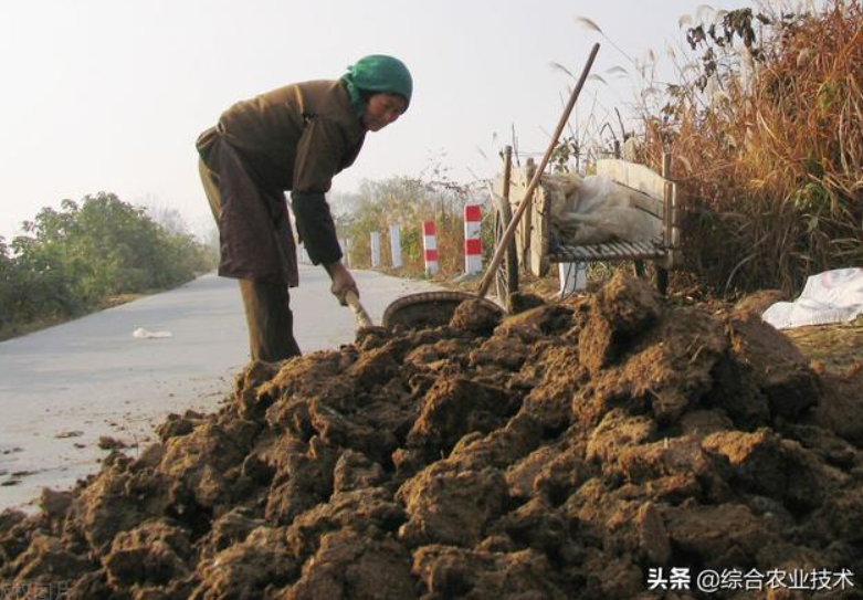 曬干的豬糞牛糞雞糞可以代替化肥嗎？
