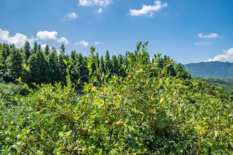 揭開“身世”之謎！我國科學(xué)家成功破譯油茶遺傳密碼