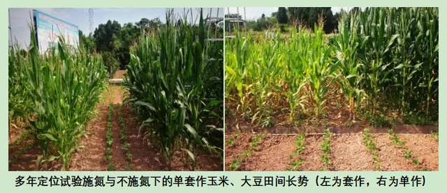 玉米大豆長期發(fā)展趨勢！大豆自產(chǎn)量可增三倍，利潤翻倍！