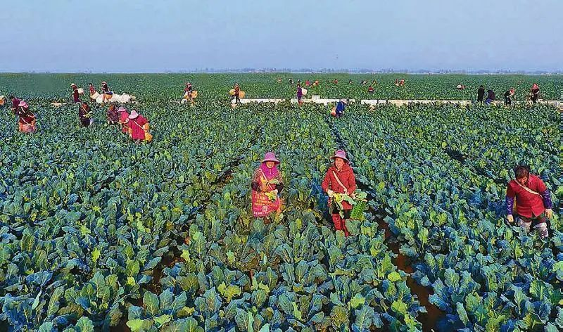 提檔升級！“十四五”期間我省將建50個省級現(xiàn)代農(nóng)業(yè)產(chǎn)業(yè)高質(zhì)量發(fā)展示范園