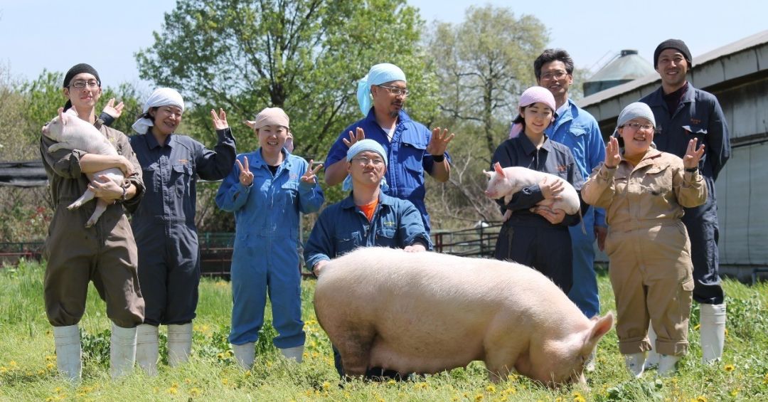 年營業(yè)額高達70億日元！看埼玉養(yǎng)豬場的華麗轉(zhuǎn)變