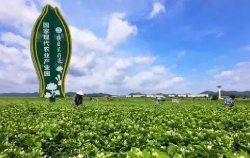 【縣域農(nóng)業(yè)】縣域是未來農(nóng)業(yè)品牌建設(shè)的主戰(zhàn)場！