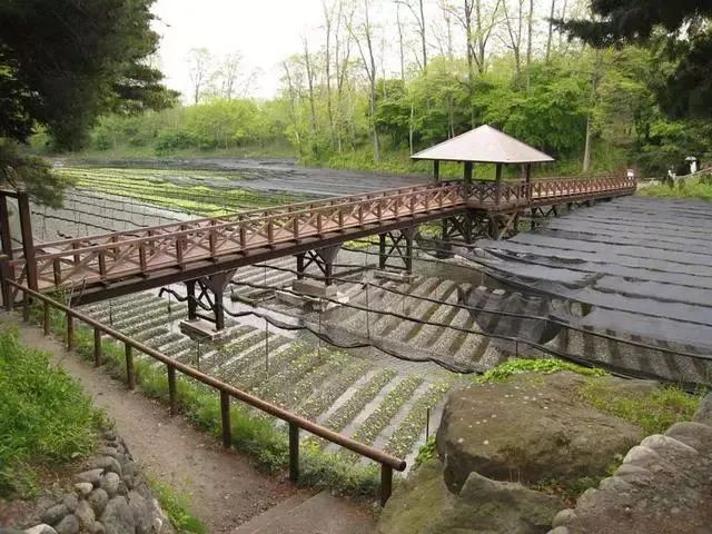 日本百年芥末農(nóng)場：精耕單品，專注美食，以靜制動(dòng)