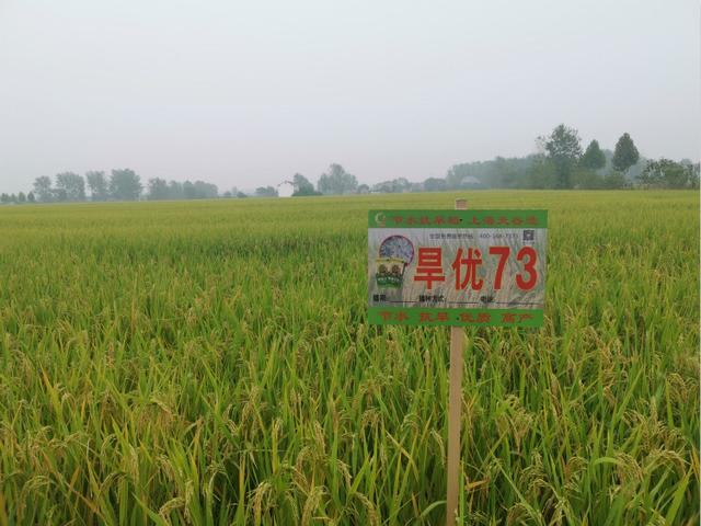 讓中國(guó)的水養(yǎng)得起中國(guó)的稻 世界首創(chuàng)的上海稻種可減排90%，掀起水稻“藍(lán)色革命”