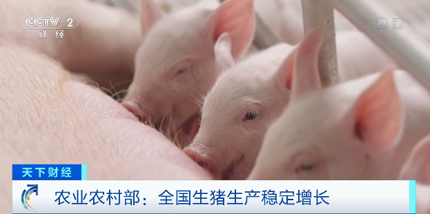豬肉價格，為何漲了？接下來怎么走？農(nóng)業(yè)農(nóng)村部最新回應(yīng)